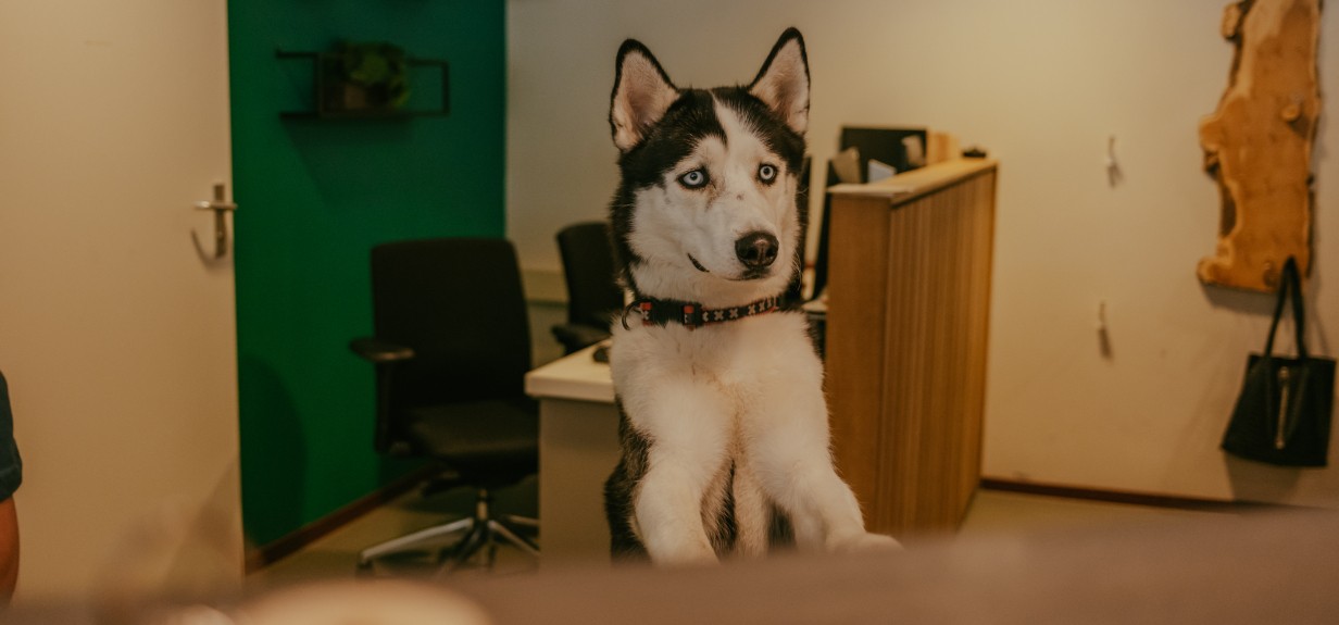 Yuki_de_camping)hond-campinggeversduin.jpg