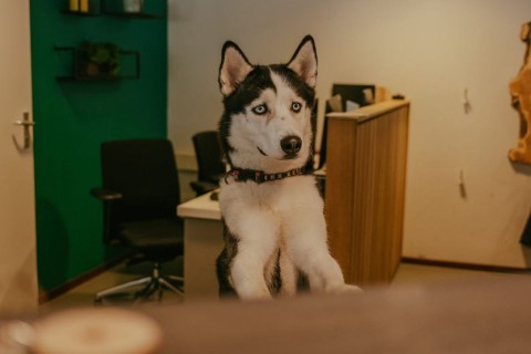 Honden op de camping_Geverduin.JPG