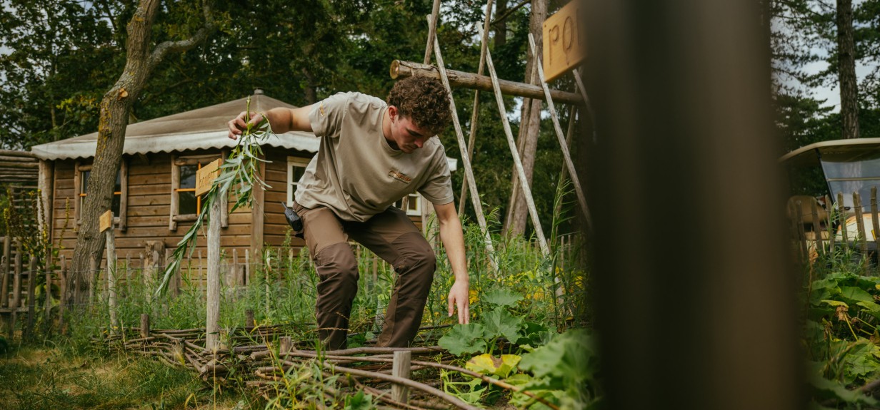 Mack in de moestuin Bakkum.jpg